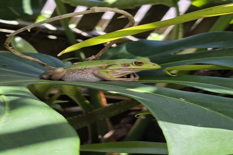 Photo of property in 81 Park Rise, Campbells Bay, Auckland, 0630