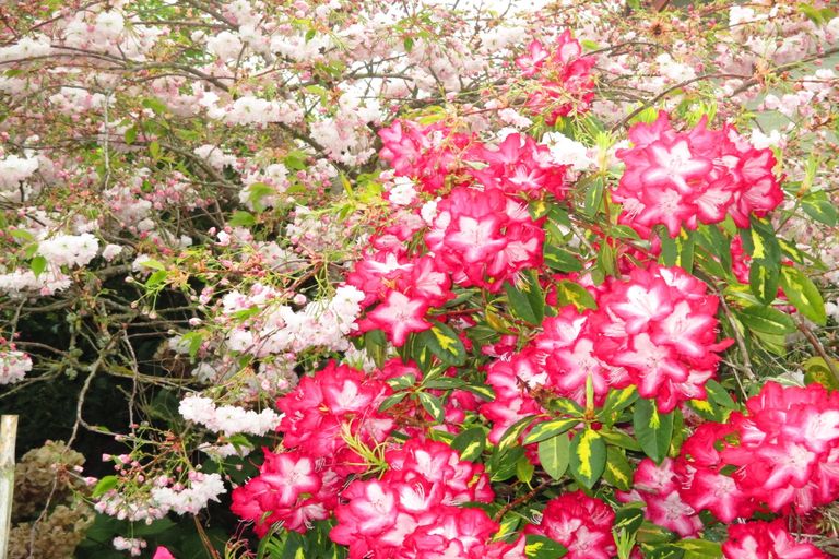 Photo of property in 8 Fergusson Street, Geraldine, 7930