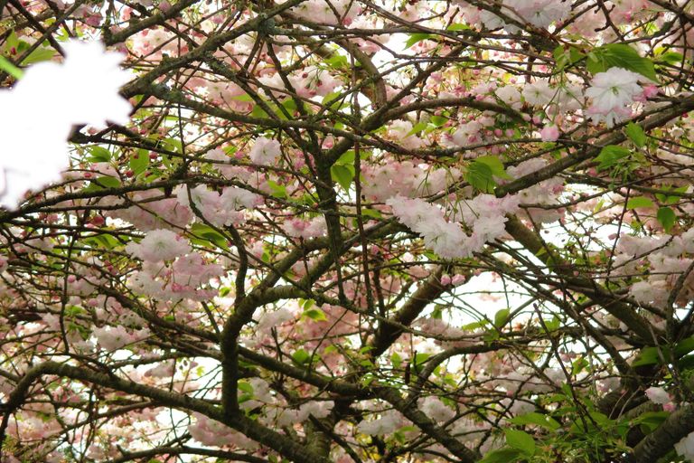 Photo of property in 8 Fergusson Street, Geraldine, 7930