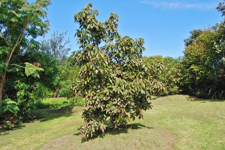 Photo of property in 8 Kapowai Lane, Kaiwaka, 0573