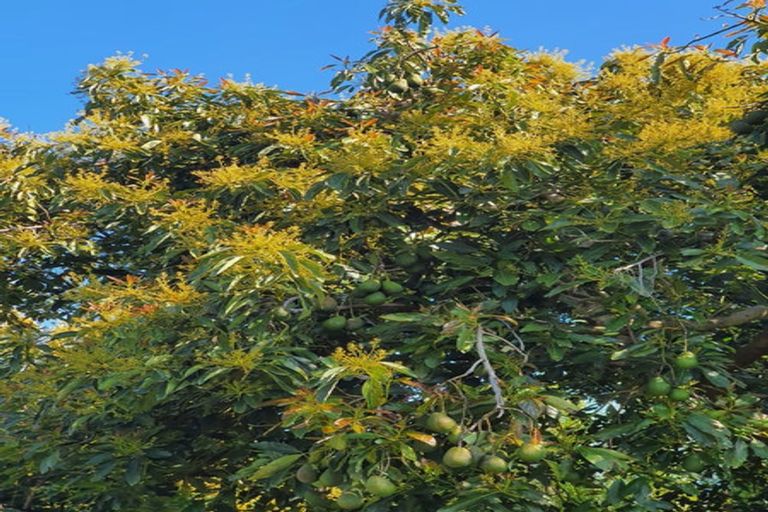 Photo of property in 229 Athenree Road, Athenree, Waihi Beach, 3177