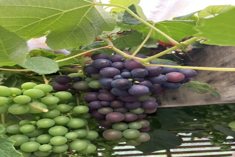 Photo of property in 1 Huia Street, Foxton Beach, Foxton, 4815