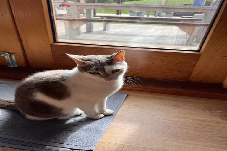 Photo of property in 6 Bridgewell Lane, Lower Shotover, Queenstown, 9371