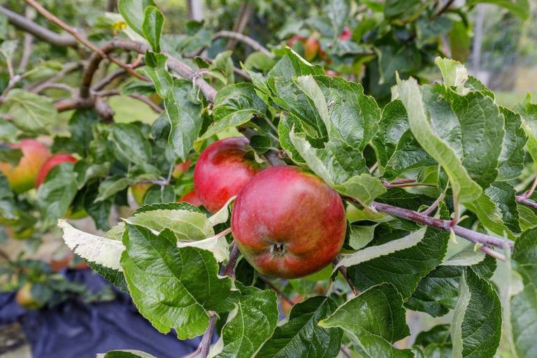 Photo of property in 85 Emerald Hill Drive, Birchville, Upper Hutt, 5018