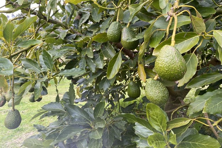 Photo of property in 468a Wright Road, Aongatete, Katikati, 3181