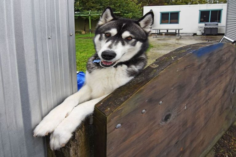 Photo of property in 52 Raglan Street, Lansdowne, Masterton, 5810