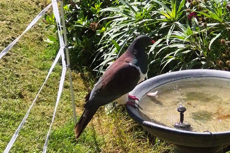 Photo of property in 62 Shakespeare Road, Bastia Hill, Whanganui, 4500