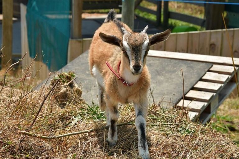 Photo of property in 173 Bayer Road, Puhoi, Silverdale, 0994