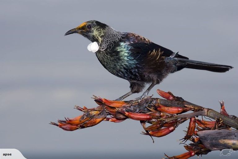 Photo of property in 109 The Strand, Okarito, Whataroa, 7886