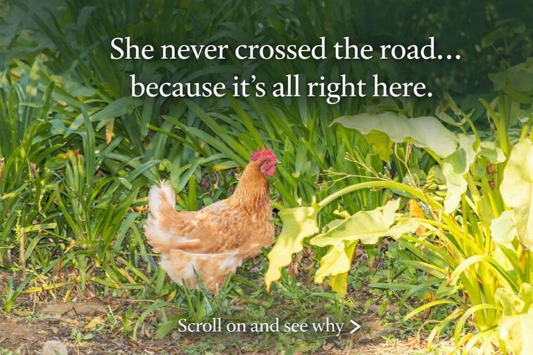 Photo of property in 1574 Cambridge Road, Te Awamutu, 3800