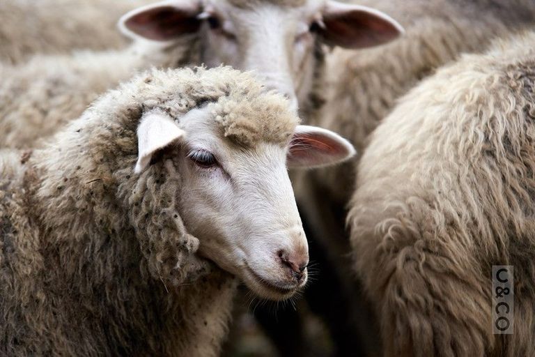 Photo of property in 75 Taylor Road, Waimauku, 0882