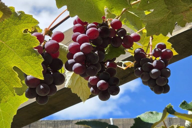 Photo of property in 314f Waipapa Road, Waipapa, 0230