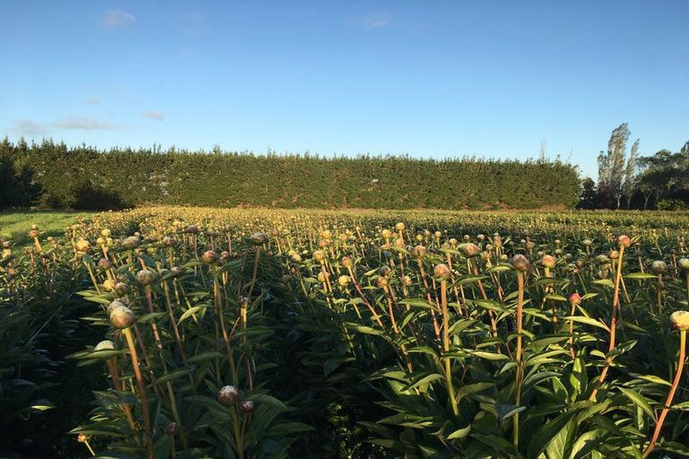 Photo of property in 63 Coopers Road, Leeston, 7682