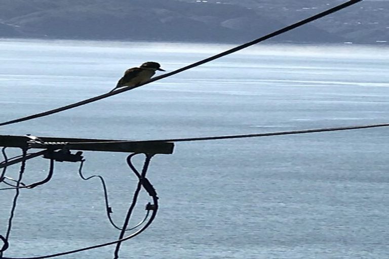 Photo of property in 111 Te Anau Road, Hataitai, Wellington, 6021