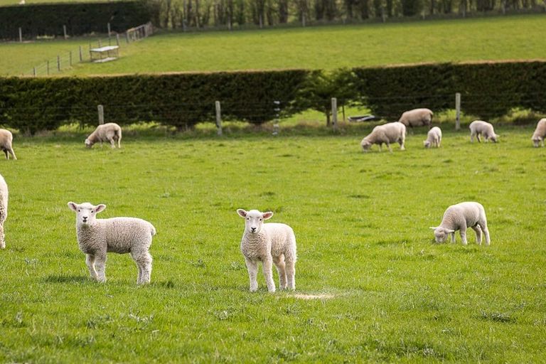 Photo of property in 309 Gladstone Road North, Mosgiel, 9092