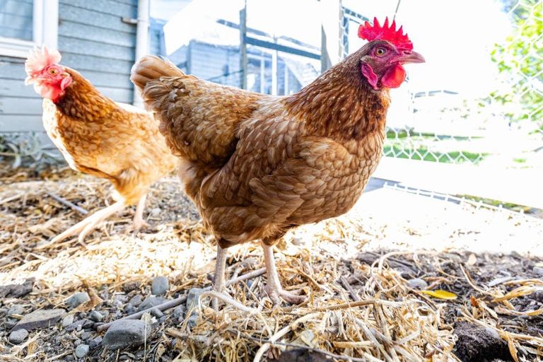 Photo of property in 26 Howick Road, Redwoodtown, Blenheim, 7201