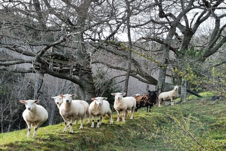 Photo of property in 3a Braemar Place, Nelson South, Nelson, 7010