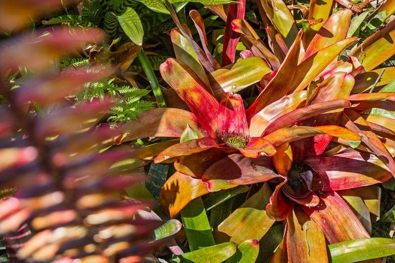 Photo of property in 81 Park Rise, Campbells Bay, Auckland, 0630