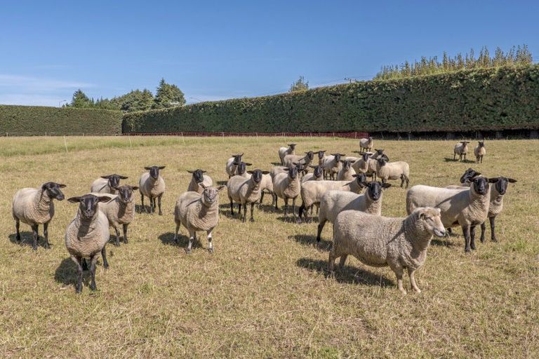 Photo of property in 1/736 Sandy Knolls Road, West Melton, Christchurch, 7675