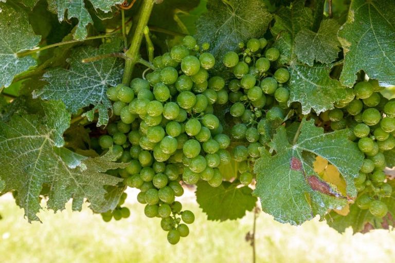 Photo of property in 21 Jones Road, Grovetown, Blenheim, 7273