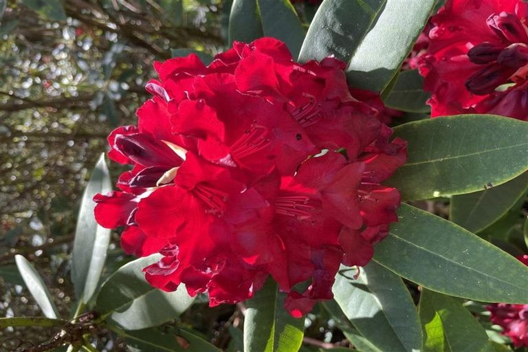 Photo of property in 488 Tapuwae Road, Maniaiti / Benneydale, Te Kuiti, 3987