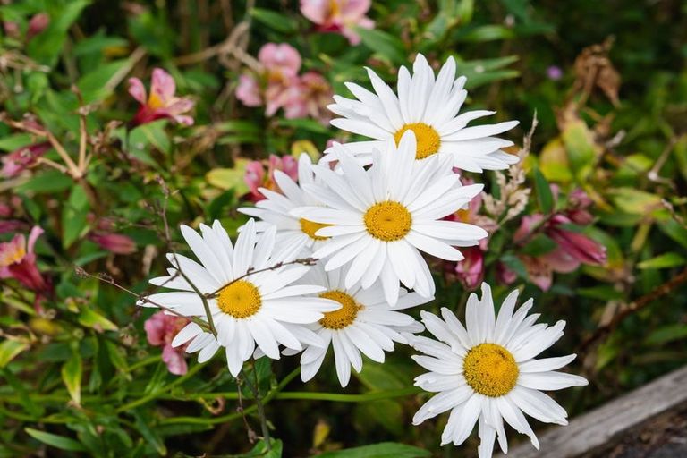 Photo of property in 46a Kenmure Road, Belleknowes, Dunedin, 9011