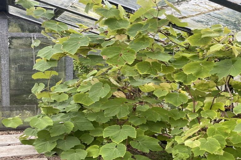 Photo of property in 69 Balaclava Street, Wyndham, 9831