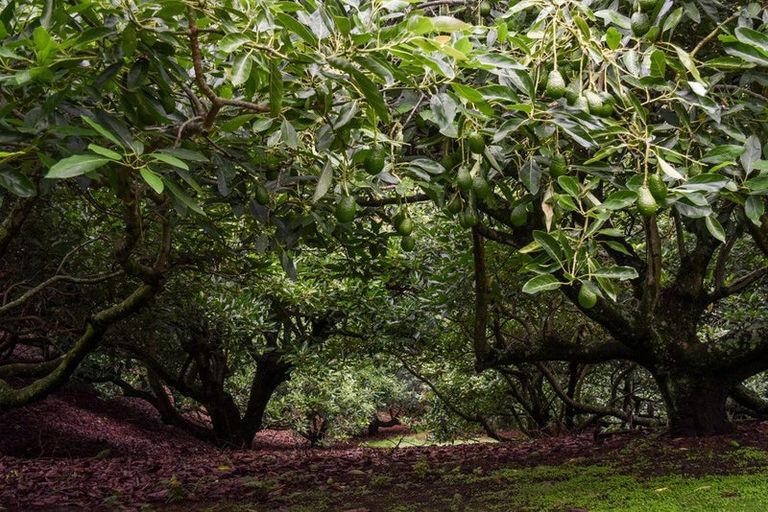 Photo of property in 14 Tupelo Place, Ohauiti, Tauranga, 3112