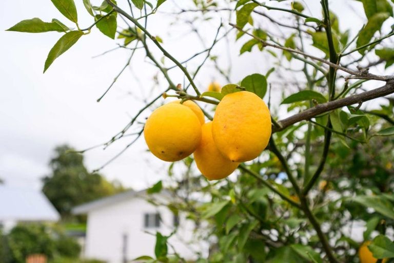 Photo of property in 79 Apollo Parade, Milson, Palmerston North, 4414
