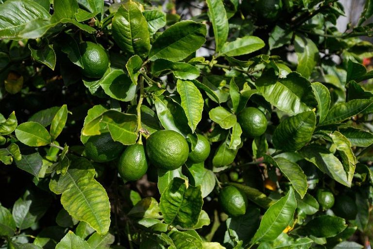 Photo of property in 4 Cremorne Avenue, Hokowhitu, Palmerston North, 4410