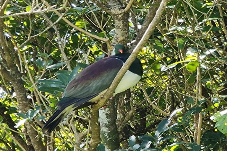 Photo of property in 161 Winara Avenue, Waikanae, 5036